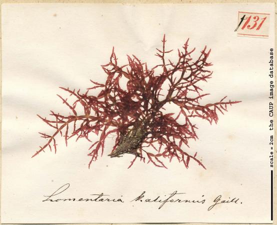 Chylocladia verticillata_131.jpg